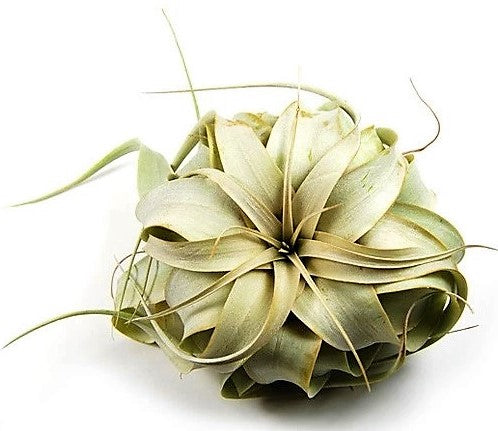 Tillandsia Xerographica – image 5