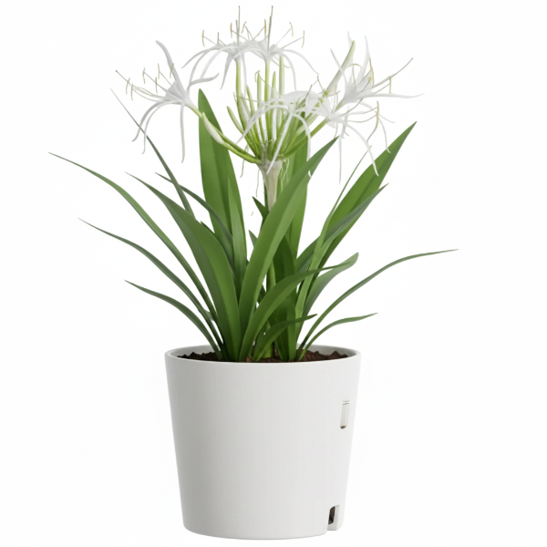 Crinum asiaticum, Spider lily or Seashore lily – image 7