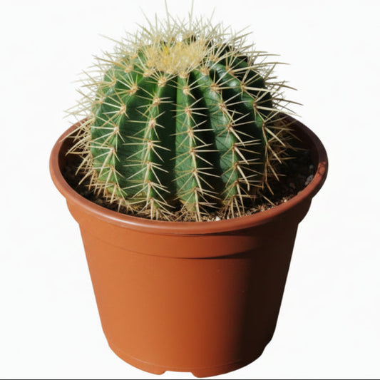 Echinocactus Grusonii, Golden Barrel Cactus, Ball Cactus – image 2