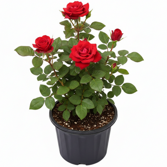 Rose Plant Outdoor – image 2