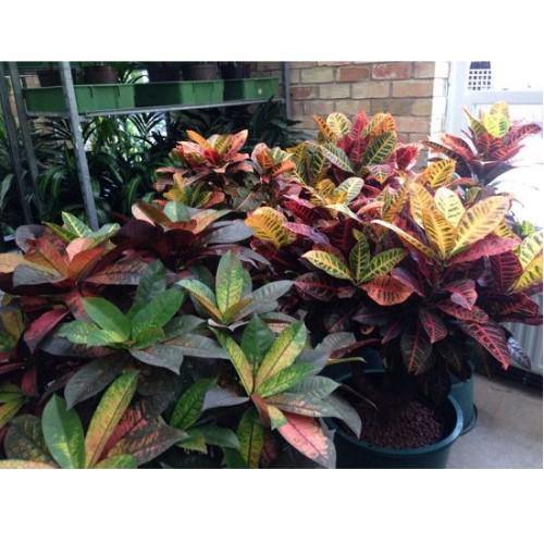 Codiaeum Iceton, Codiaeum Variegatum, Croton – image 7
