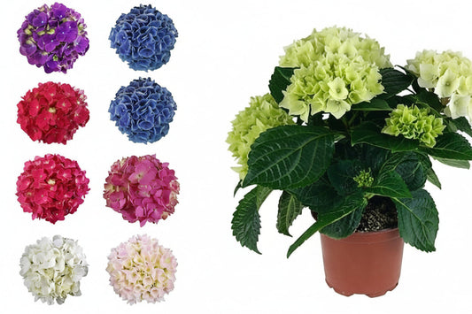Hydrangea – image 2