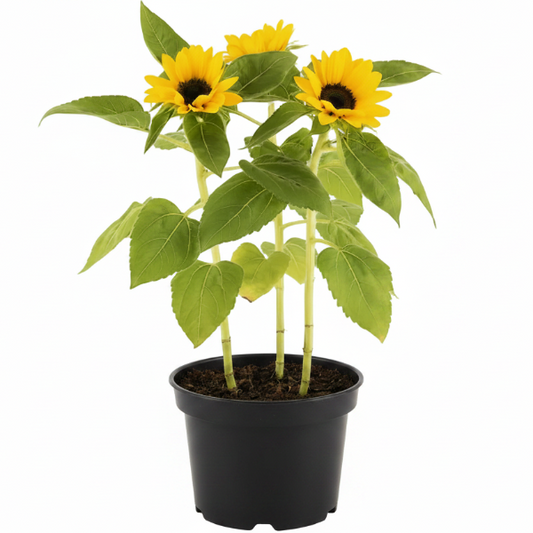 Ornamental Sunflower, Helianthus Annuus – image 2