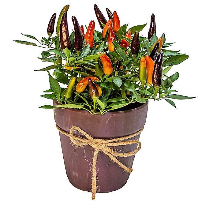Ornamental Pepper Plant – image 7