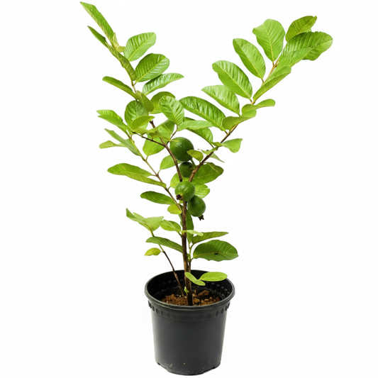 Guava Tree, Psidium Guajava – image 2