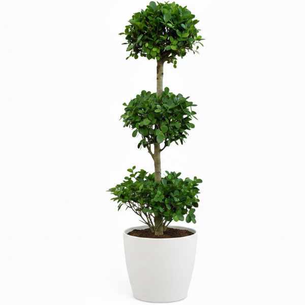 Ficus Diversifolia Three Heads – image 6