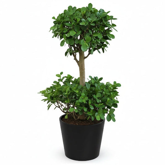 Ficus Diversifolia Two Heads – image 2
