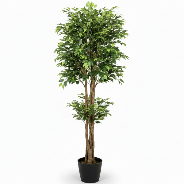 Ficus Multi Head – image 4