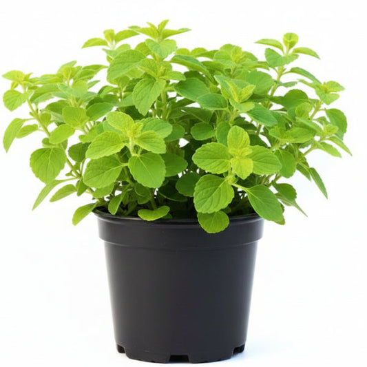 Zaatar Herb Thyme – image 2