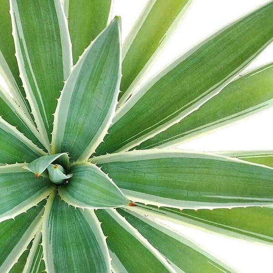 Agave Angustifolia, Caribbean – image 2
