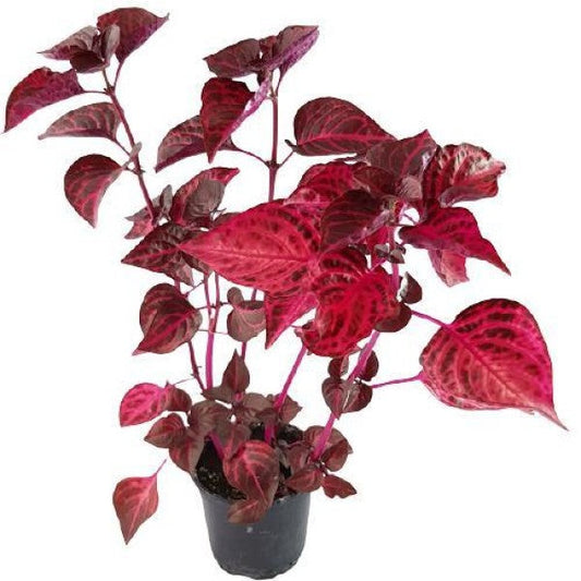 Iresine Iindenii, Bloodleaf Iresine lindenii (small) – image 2