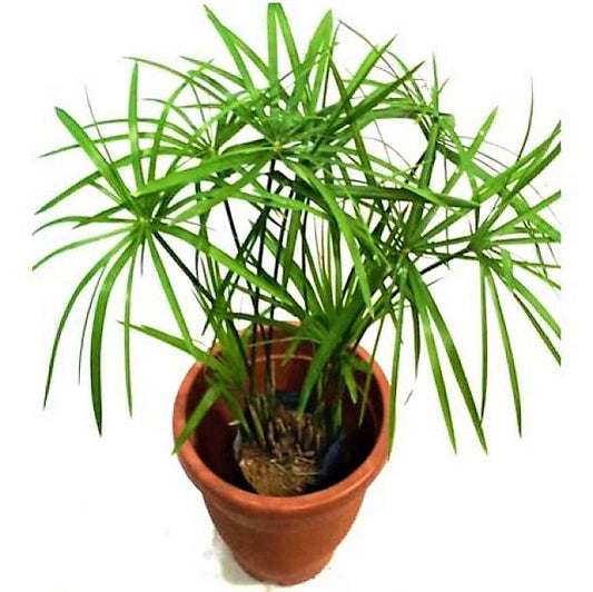 Cyperus Alternifolius, Umbrella Sedge – image 2