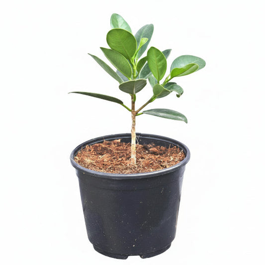 Ficus Hawaii, Green Island – image 2