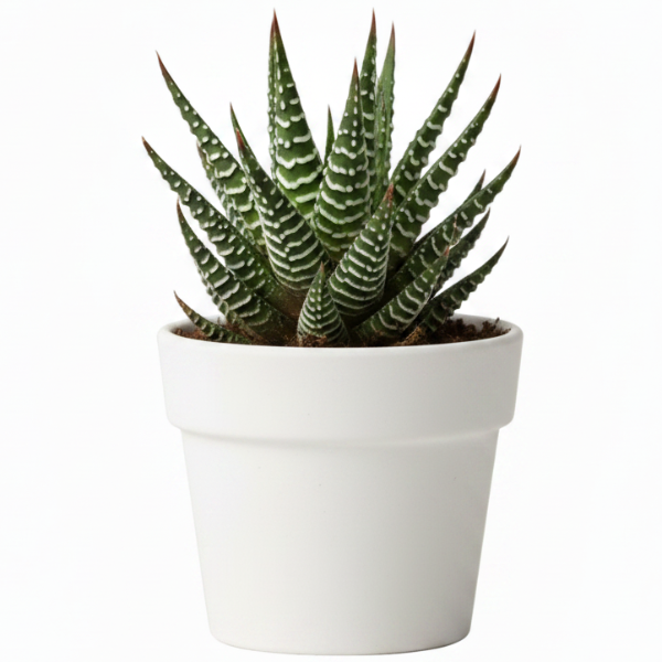 Zebra Cactus, Haworthia Fasciata Concolor 10 - 15cm – image 5