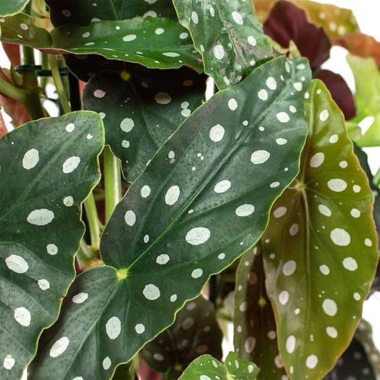 Polka Dot begonia, Begonia Maculata – image 2