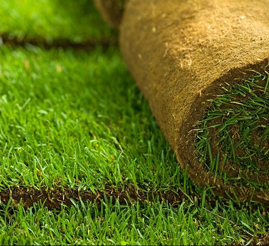 Natural Carpet Grass, American Bermuda – image 2