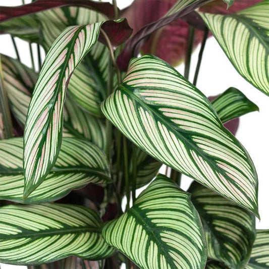 Calathea White Star, Majestic Calathea – image 2