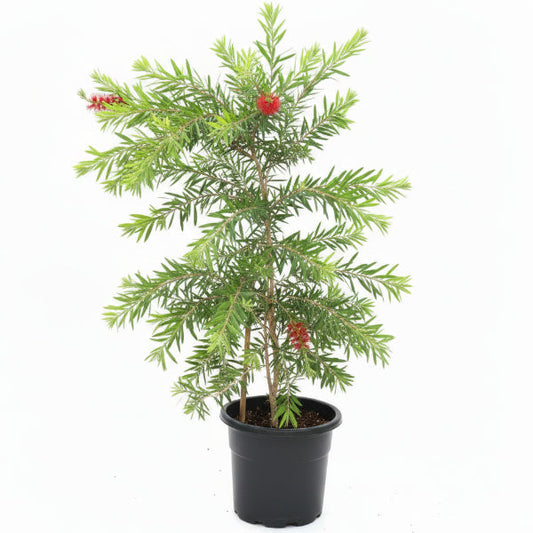 Callistemon Viminalis, Bottle Brush – image 2
