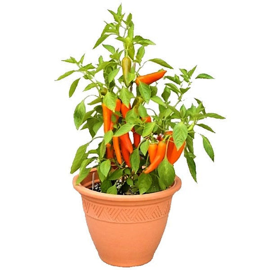 Hot Chili Plant – image 2