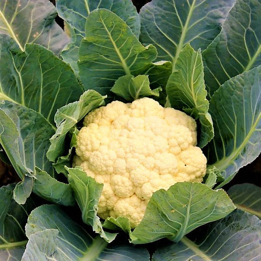 Cauliflower Vegetable Plant – image 2