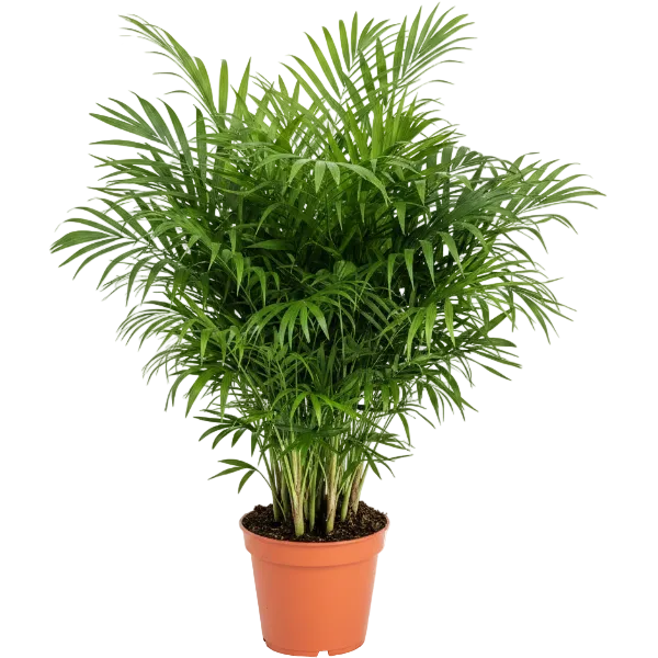 Parlour Palm, Bamboo Palm, Chamaedorea elegans – image 8