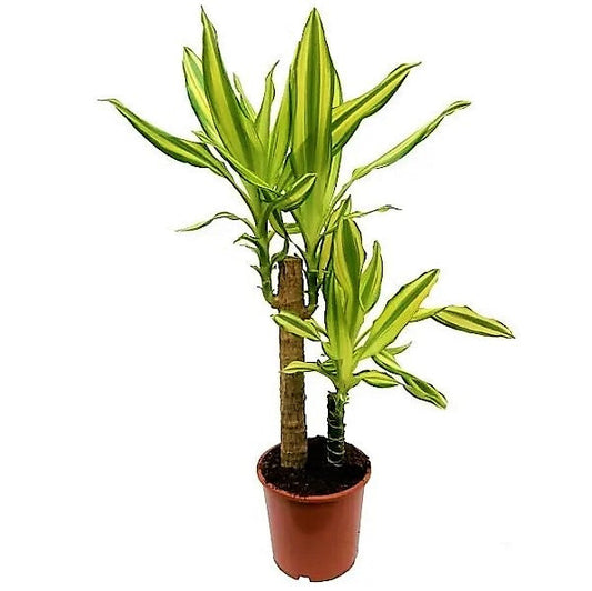 Dracaena Fragrans, Yellow Coast – image 2