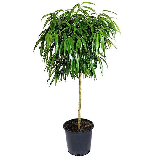 Ficus alii Amstel, Long Leaf Ficus – image 2