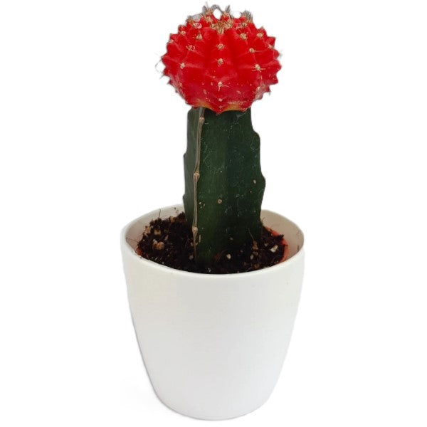 Gymnocalycium small 10-15cm – image 8