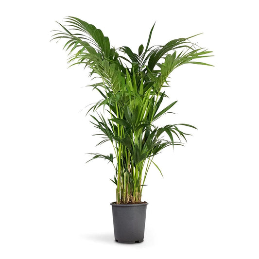 Kentia Palm, Thatch Palm, Howea forsteriana – image 2