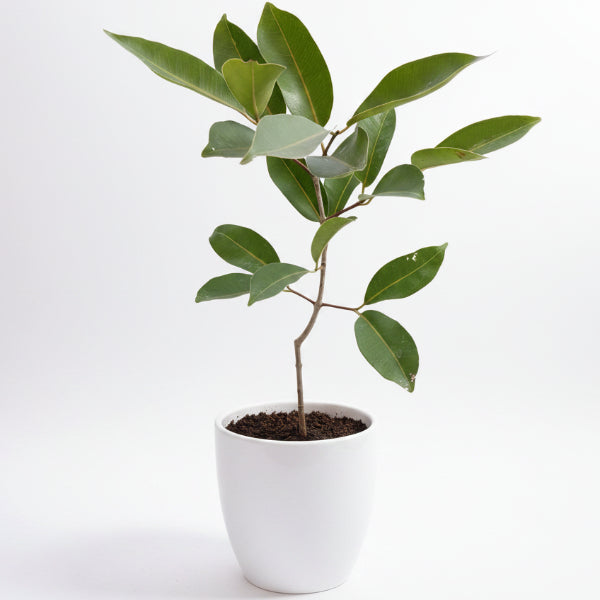 Black Plum, Syzygium Cumini, Java Plum, Jamun, Jambolan – image 6