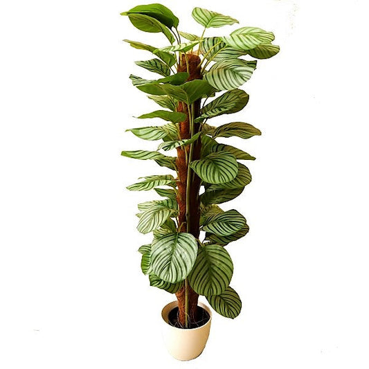 Calathea Orbifolia – image 2