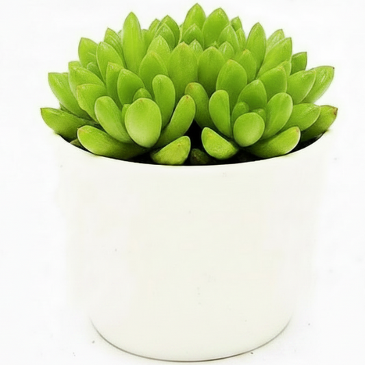 Haworthia Cooperi, Window Haworthia – image 2