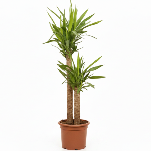 Yucca Elephantipes, Spineless Yucca, Giant Yucca – image 8