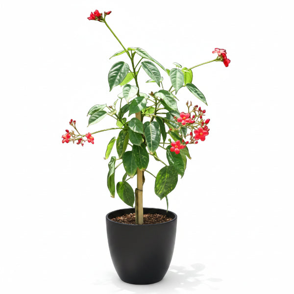 Jatropha Integerrima, Peregrine, Spicy Jatropha – image 8