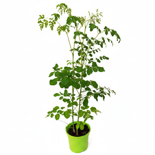 Moringa Oleifera, Drum Stick – image 2