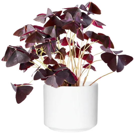 Oxalis Triangularis, Love Plant, Purple Shamrock – image 2