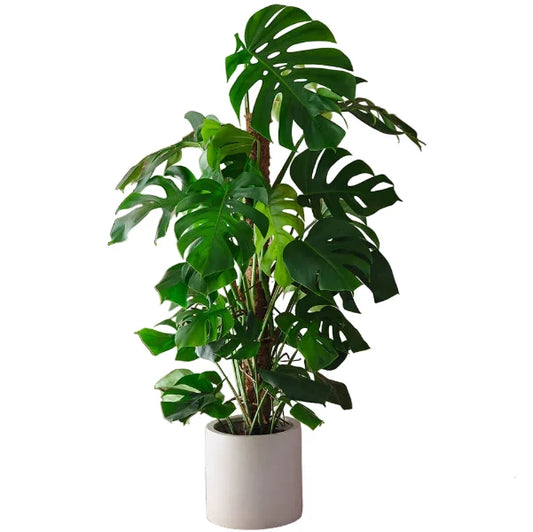 Swiss Cheese Plant, Monstera Deliciosa , The Hurricane – image 2