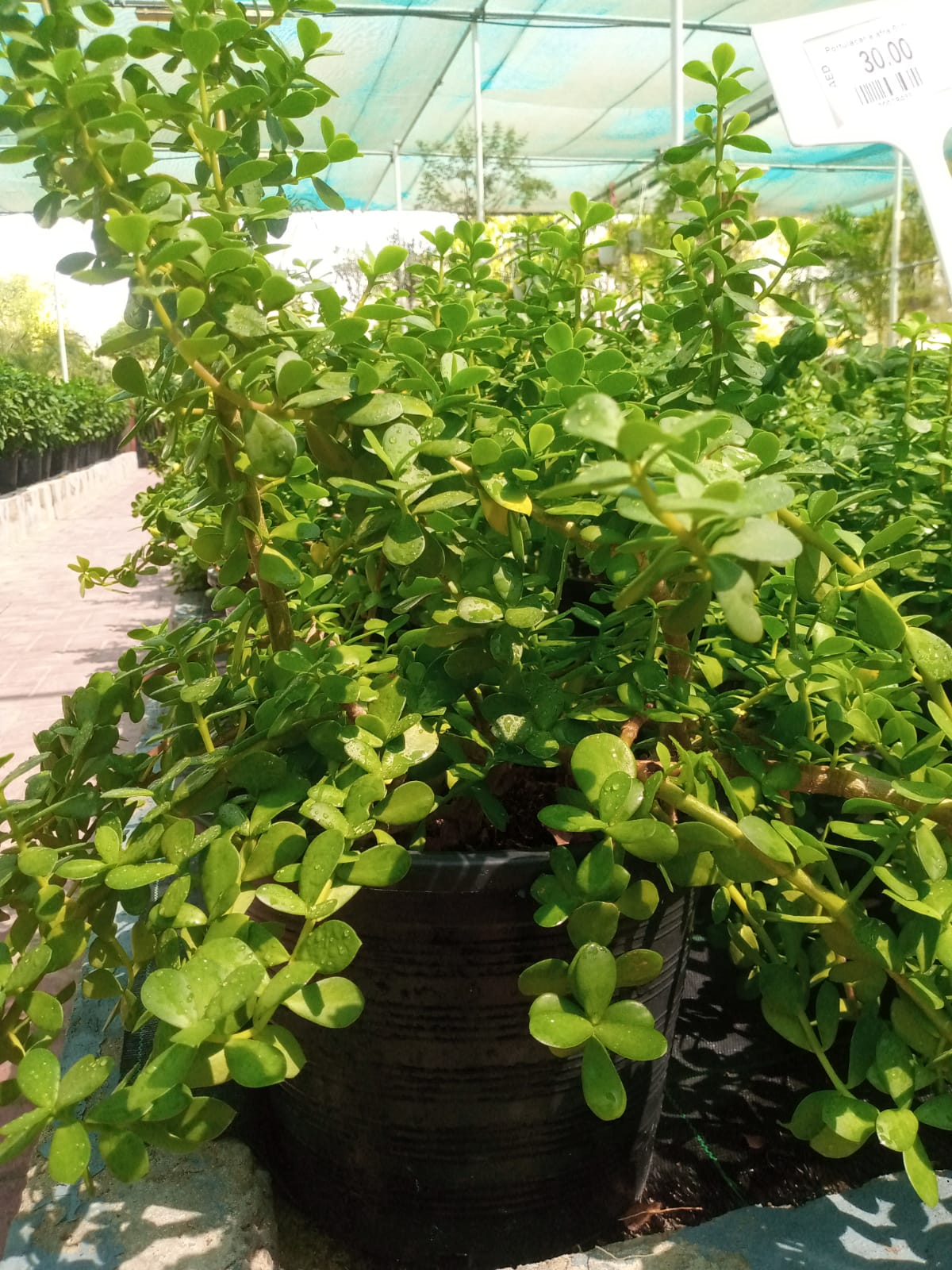 Portulacaria Afra, Elephant Bush – image 7