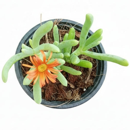 Lampranthus spectabilis, Copiosus (small) – image 2