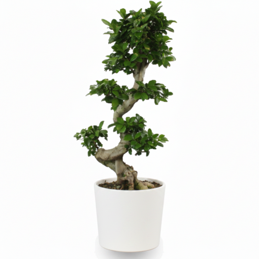 Ficus S Bonsai – image 2