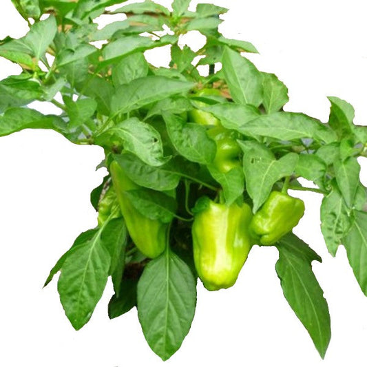 Capsicum Plant, Bell Pepper, Red Pepper – image 2