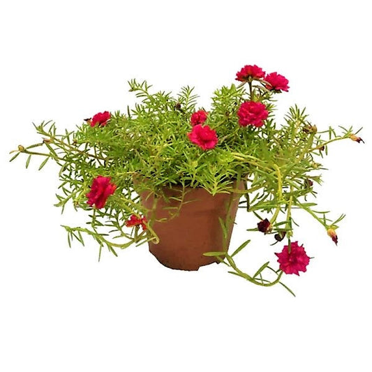 Rose Moss, Portulaca Grandiflora – image 2