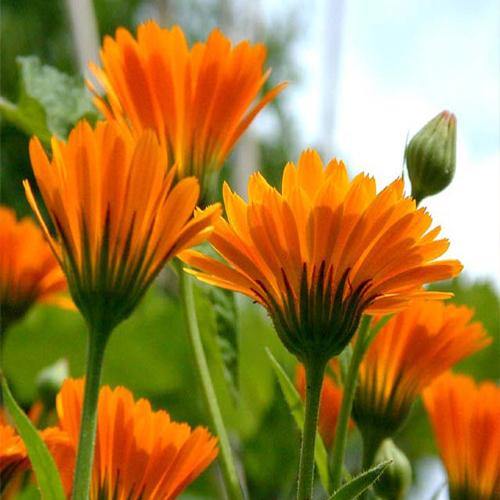 Calendula Officinalis, English Marigold – image 4