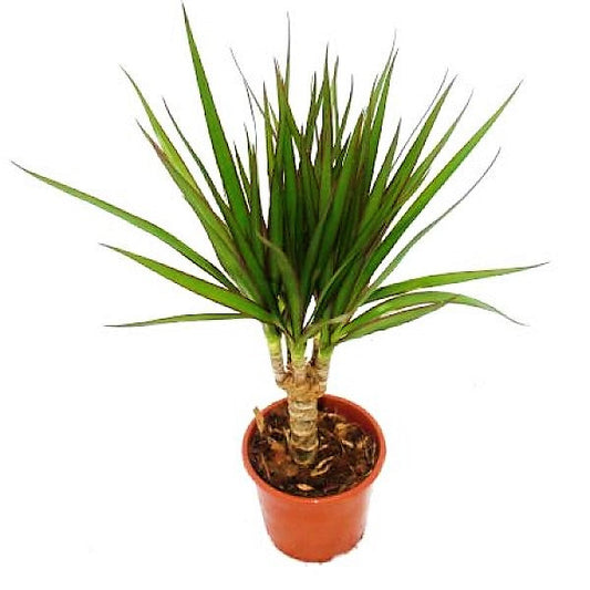 Dracaena Draco, Drago, Dragon Tree – image 2