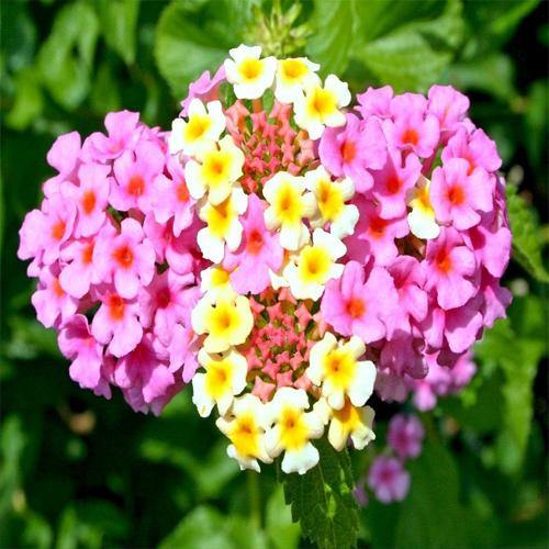Lantana Camara Pink – image 2