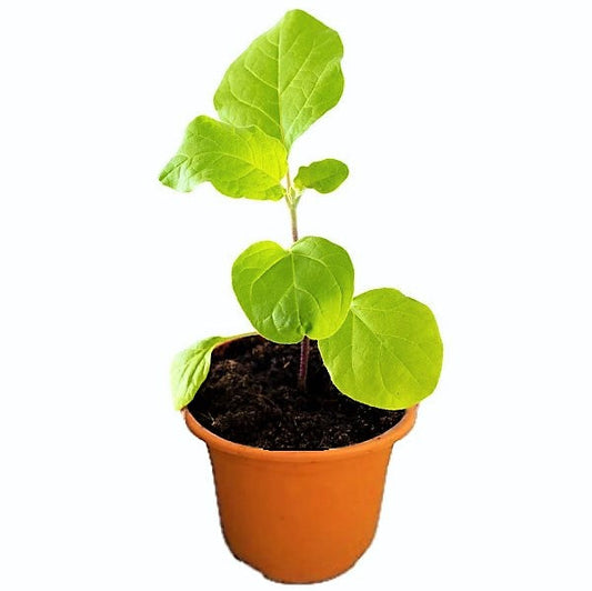 Egg Plant, Solanum Melongena – image 2