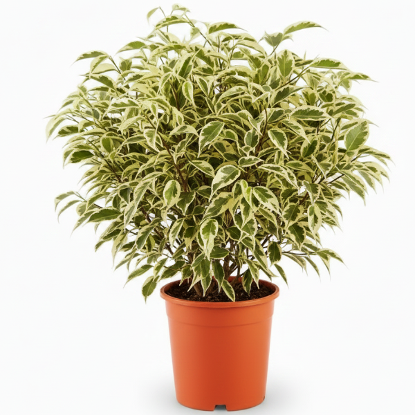 Ficus benjamina variegata, Variegated Weeping Fig – image 6