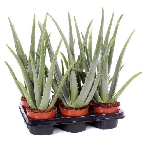 Aloe Vera, Medicina Aloe, Savila, Outdoor – image 3