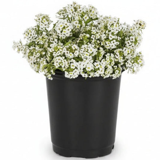 Alyssum, Alisons (small) – image 2