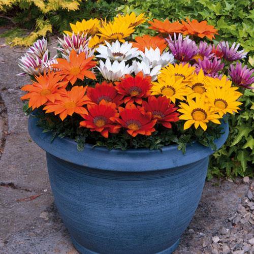Gazania Flowering Plants – image 5